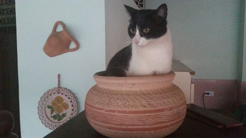 padrejdcontigo's tweet photo. @notamascota @mascotaspzo30 @PANACoroFalcon @MASCOTIKASMCBO @ReporteYa AUXILIO PARA NUESTRA MOTA...los gatos también https://t.co/VlRcnByweK