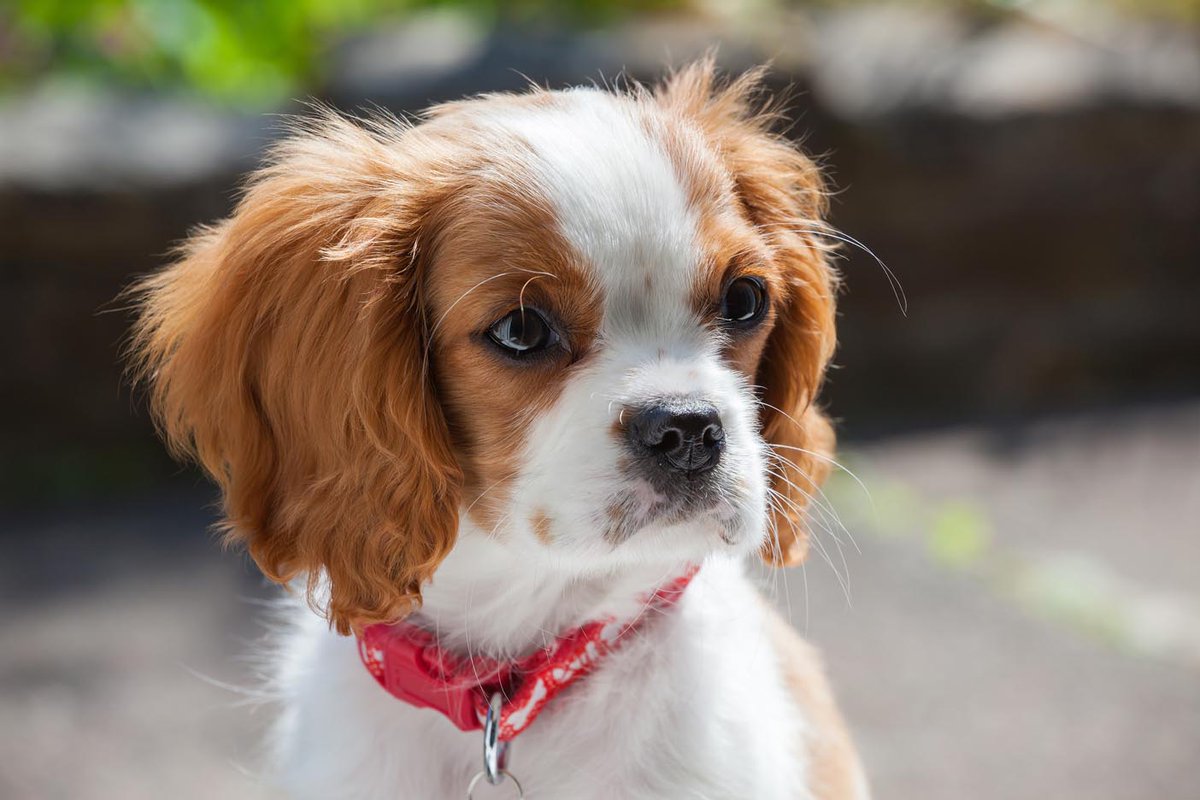 andrewrank2's tweet photo. Here is more pics of little Molly, growing up fast. https://t.co/l4Ln7sMhi8