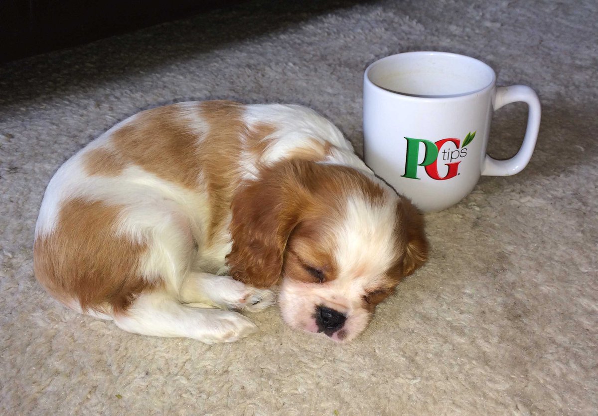 andrewrank2's tweet photo. Here is more pics of little Molly, growing up fast. https://t.co/l4Ln7sMhi8