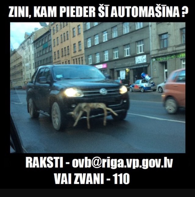 avaza1972's tweet photo. Полиция Риги ищет свидетелей. Автомобиль ездил по улицам с застрявшим в бампере телом маленькой косули.👀 https://t.co/fvCFin8XBk
