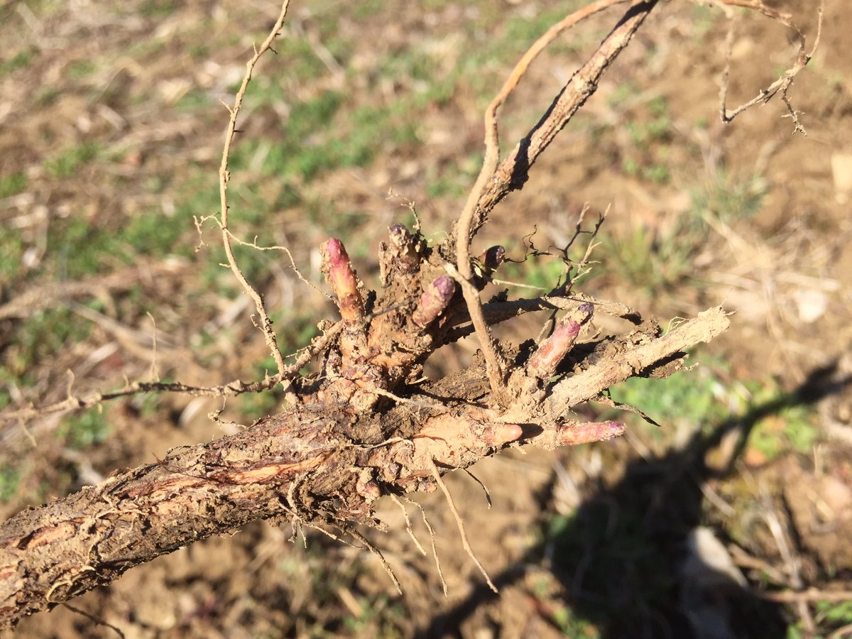 3HammersFarms's tweet photo. Starting to dig rhizomes today. #cascade are looking good. https://t.co/RtlkFxuPt7