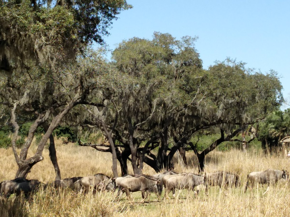 ParentsNParks's tweet photo. Herd of Wildebeest moving through the savanna #Disney #AnimalKingdom #Animal #WDW #DisneyWorld https://t.co/7zjoHivDof