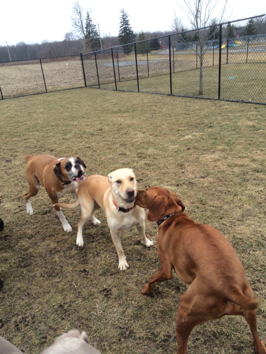 Country Paws (@countrypaws) on Twitter photo 