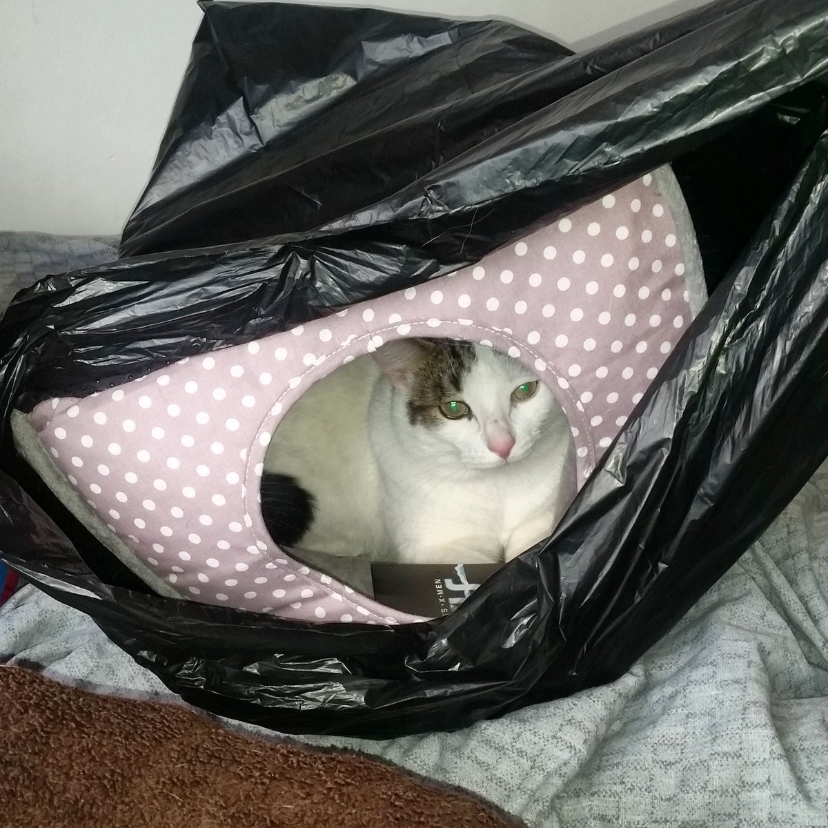 neonkiss's tweet photo. Parker is not a fan of the moving process. #youcannotstayinthebag #pleasegetout #youwillgetitback https://t.co/k9kvwSDlzO