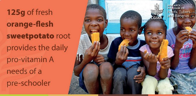 Cipotato's tweet photo. 125g fresh orange-flesh sweetpotato root provides daily pro-vitmain A needs pre-schooler #sweetpotatofacts https://t.co/h2zZ0yMIct