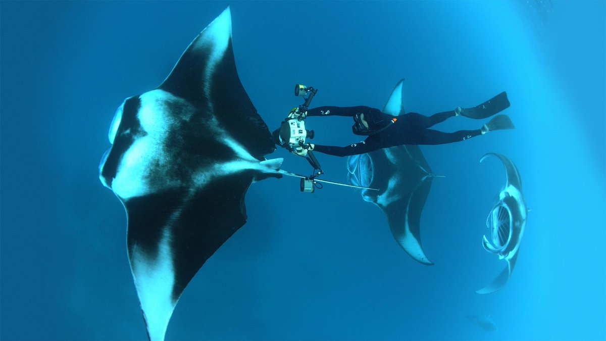 TEDTalks's tweet photo. Dive into an ocean photographer's world: https://t.co/xJ71MGOasm @tompeschak https://t.co/ZKOAPCnC9j