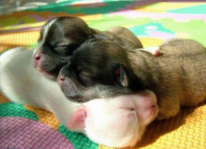 Besenstilvoll Gute Nacht 3 Gute Nacht Nachti Tiere Kuscheln Liebe Suss Tierbilder Tierfotos Niedlich Deutschland Cute T Co 4nizamjgrg