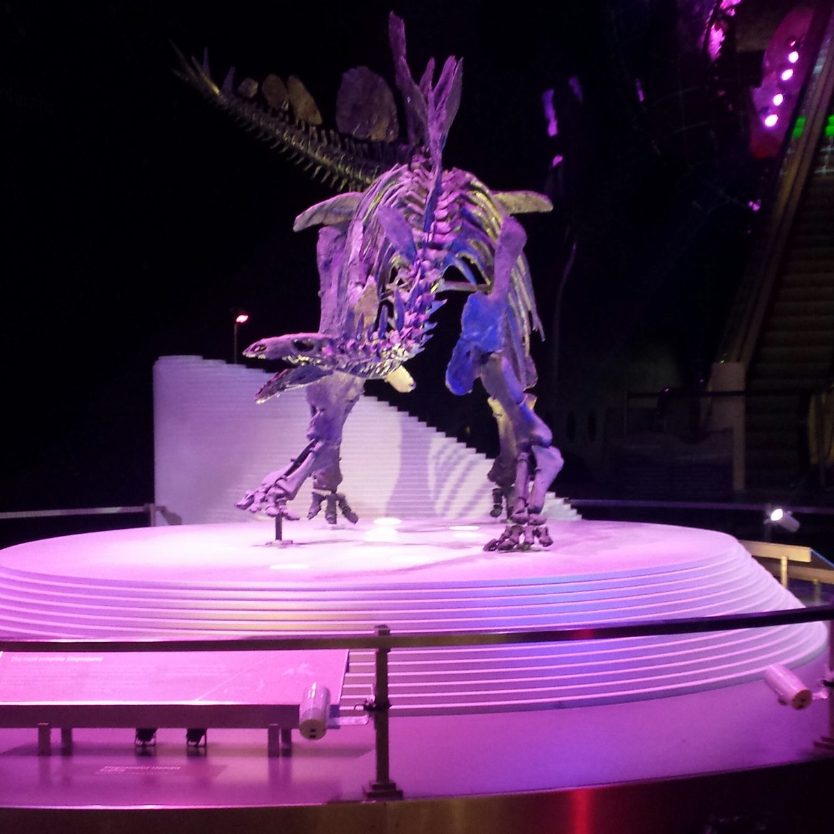 Checking out the dinosours (and expert lighting!) <a href="/NHM_VenueHire/">NHM Venue Hire</a> this evening with @hawthornbiz #eventprofs