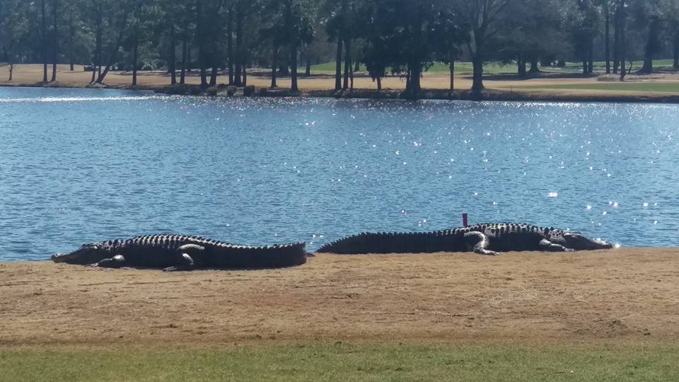PlayGolfMB's tweet photo. Sunny and 70 in Myrtle Beach today! Our friends at the #dunesclub are catching some rays!

#MyrtleBeachGolfHoliday https://t.co/At0lBGVEXc