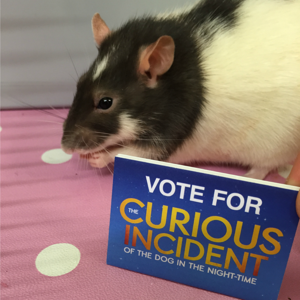 CuriousToby's tweet photo. Have you voted for the Magic Radio Audience Award yet? Vote at https://t.co/0M1wJGEH9u &amp; make my day #OlivierAwards https://t.co/uLxmqMtvqr