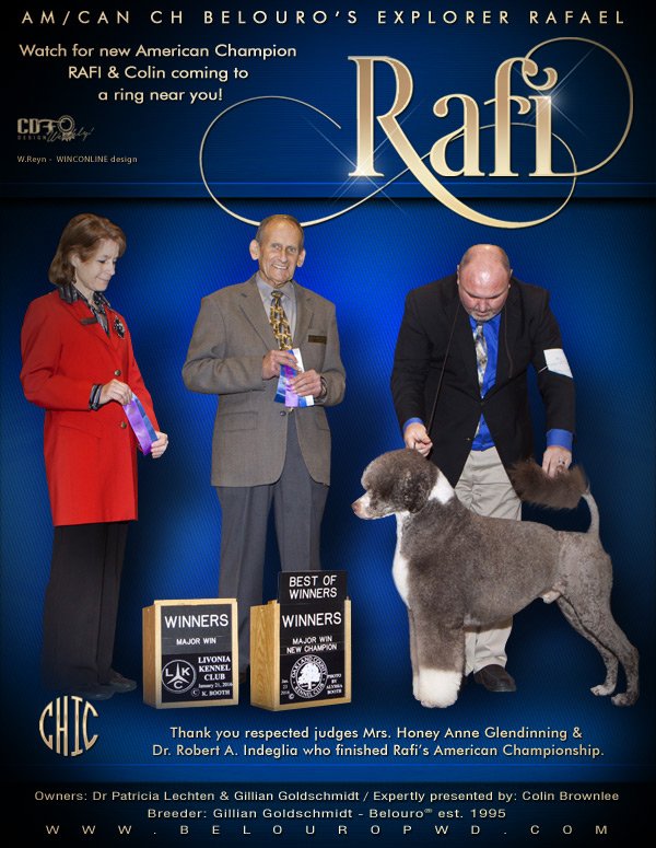 BelouroRegdPWDs's tweet photo. #RAFIthePWD earns his AM CH  @MiWinterDogShow #DogShow #Portuguesewaterdogs #WincOnLine @CanDogFancier Purebred_Dogs https://t.co/ZevCDjuuh4