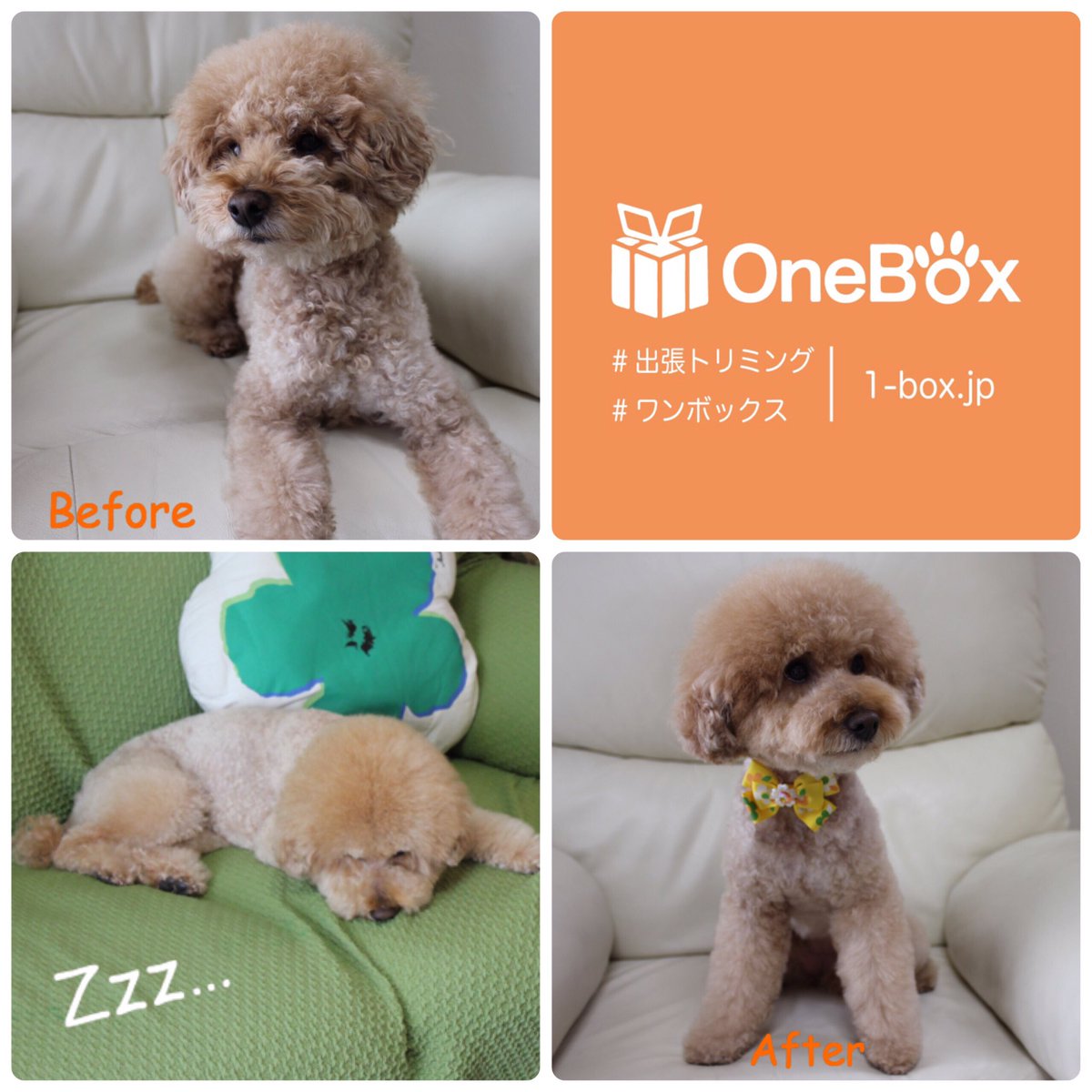 OneBox_'s tweet image. 渡辺家モコちゃん

【出張トリミングのお申し込みはこちら】
1-box.jp/services

#出張トリミング　#ワンボックス　#トイプードル
