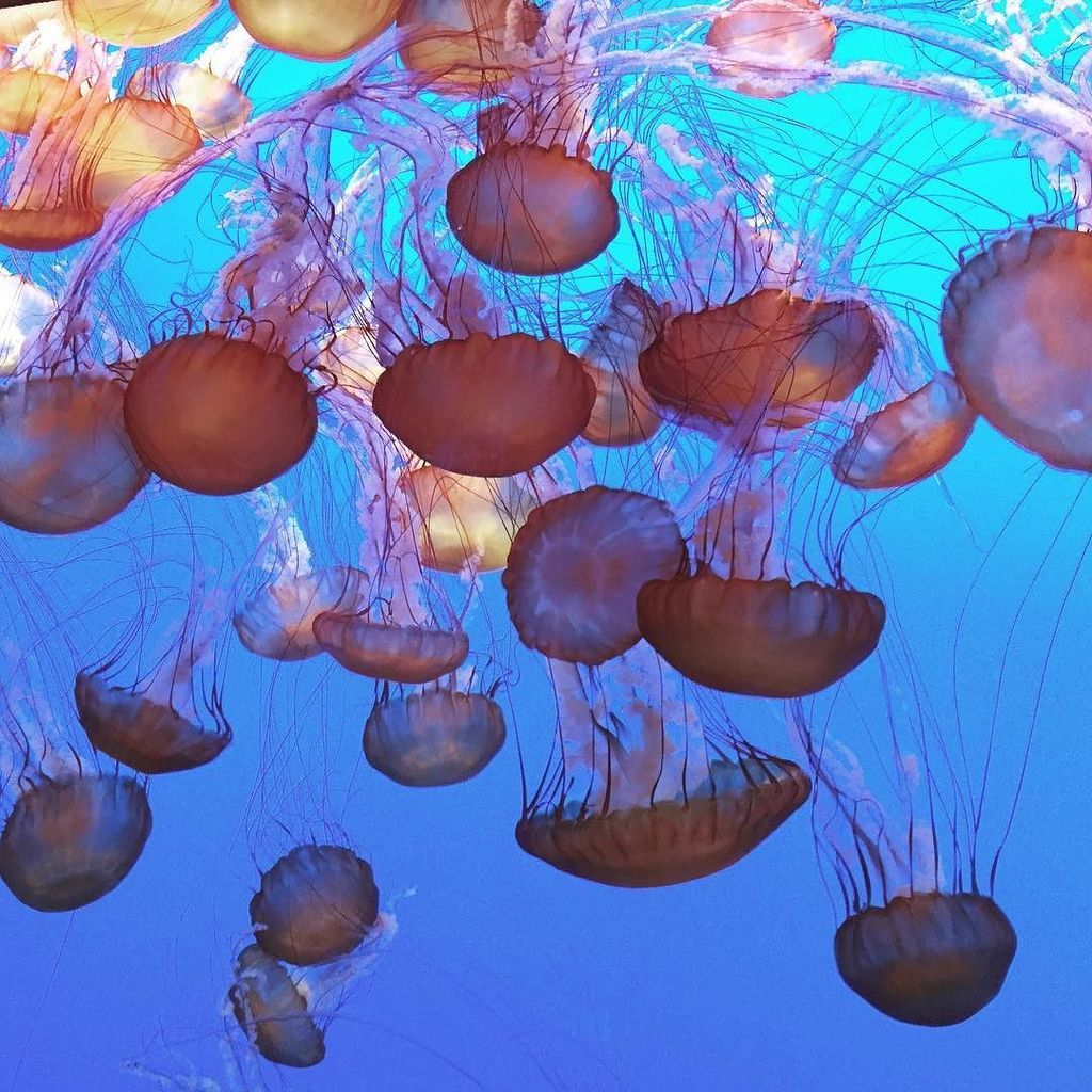 DisneyGals's tweet photo. When else would you have a chance to be at the @montereybayaquarium after hours? #FindingD… https://t.co/uEXkoBw3Um https://t.co/kipL5BlDBy