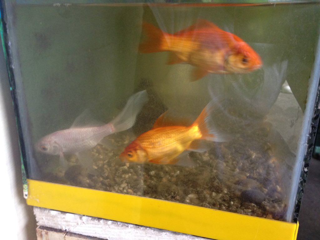 YRAMANNOAJ's tweet photo. ANIMALS🐶🐱🐟 https://t.co/uS7cBKL5ta