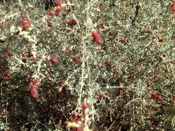 Picking rhagodia spinescens today in 40 degree heat. #mlls
