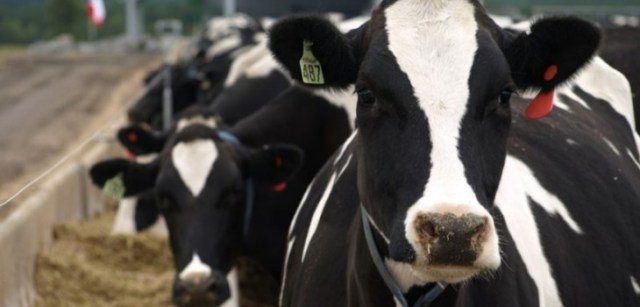 #Chile : Lecheros en su peor momento: 5 mil empresas del rubro podrían desaparecer - lecherialatina.com/noticias/leche…