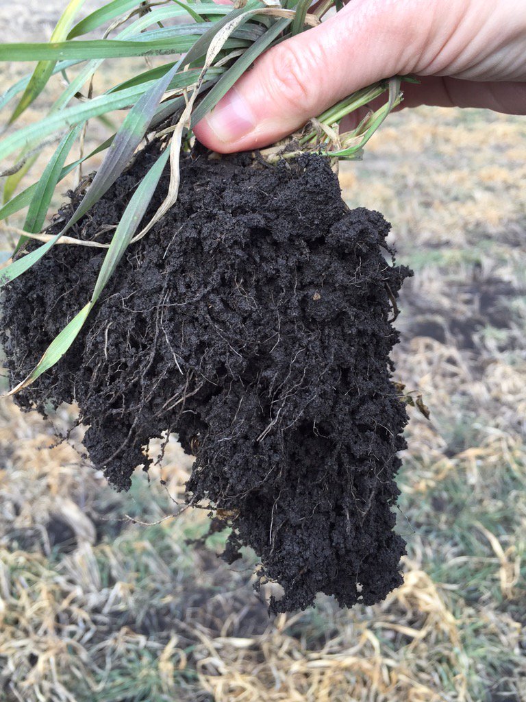 NDsoilhealth's tweet photo. Cereal rye roots growing strong - planted after oat/pea mix last fall. #covercrop https://t.co/vzVAw3f7rR