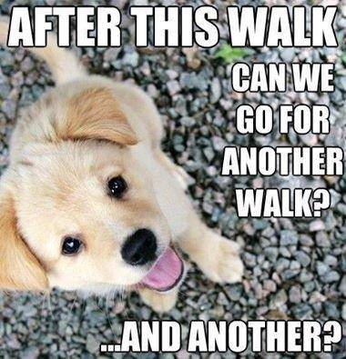 PetSafe tweet media