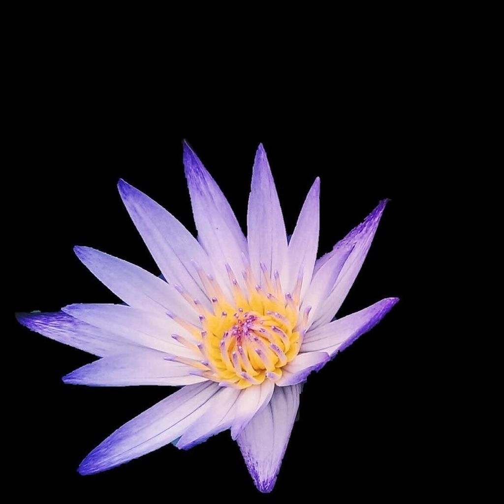 AppExposure's tweet photo. Happy Monday again! Tip: use the #blackout effect to create a Black backdrop photo! #black… https://t.co/ybXYNu4hLd https://t.co/hFthJudTsc
