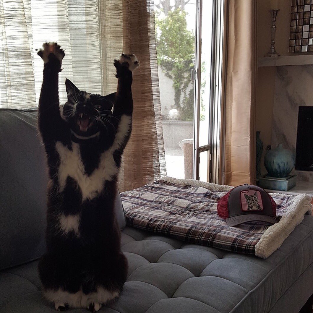 goalkitty's tweet photo. mondAYYY #goalkitty https://t.co/OIdw0l9HpJ