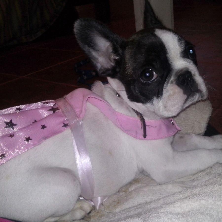 InfoPlatensetw's tweet photo. [PERRO PERDIDO] Se busca a Gorda. Desapareció en #CityBell, zona de 561 e 15A y 16. Tiene 5 meses. Tel 483-5389 RT! https://t.co/pU9LEpdPVe