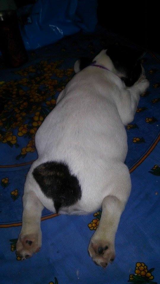 InfoPlatensetw's tweet photo. [PERRO PERDIDO] Se busca a Gorda. Desapareció en #CityBell, zona de 561 e 15A y 16. Tiene 5 meses. Tel 483-5389 RT! https://t.co/pU9LEpdPVe
