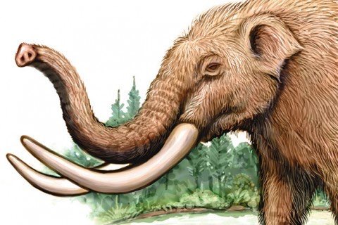 Fossils tell great stories: Ask your 5th grader how a molar revealed a Virginia mastodon's likely cause of death.