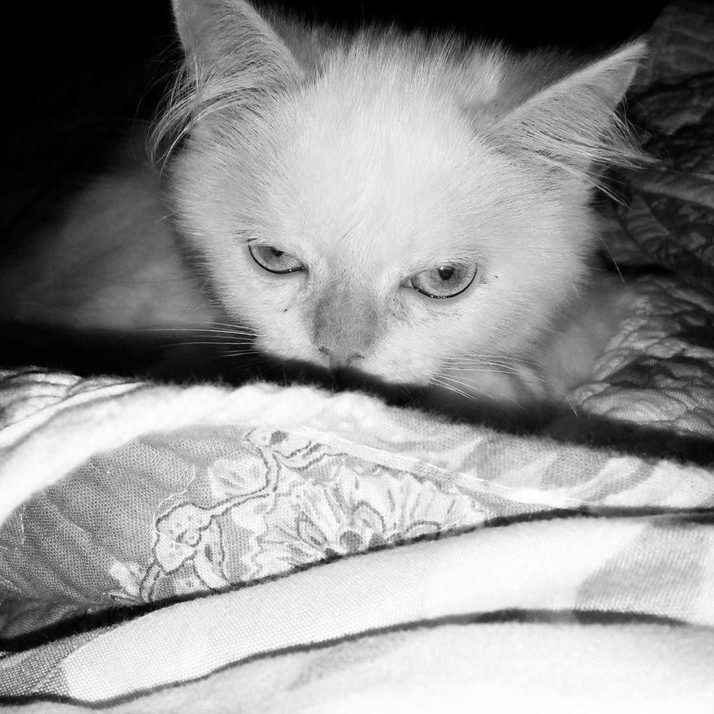 Chatchatcatcat's tweet photo. Olhar fatal!! 👀🐈😍#lunacheia #depose #prontapradormir #boanoite #instacat by annekfflores https://t.co/pZ9ZeewYe9