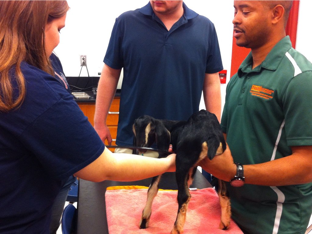 BozemanAg's tweet photo. Learning to give routine animal examinations from FAMU veterinarians. @BozemanSchool @beachji #RealVetProgram https://t.co/VSQyAttfZa
