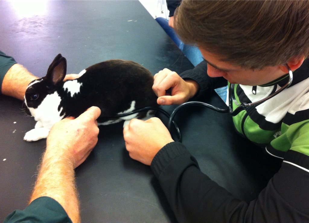 BozemanAg's tweet photo. Learning to give routine animal examinations from FAMU veterinarians. @BozemanSchool @beachji #RealVetProgram https://t.co/VSQyAttfZa