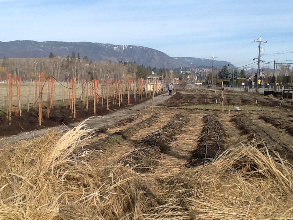 KitsDaily's tweet image. sowing the carrot, beets and root vegetables for early crops @Bonfire_Cove ow.ly/Z7mEh