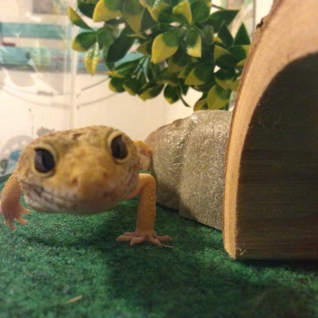 Anna_Wolf03's tweet photo. Charlie's being cute again 💖💖 https://t.co/zaJDtcwjph