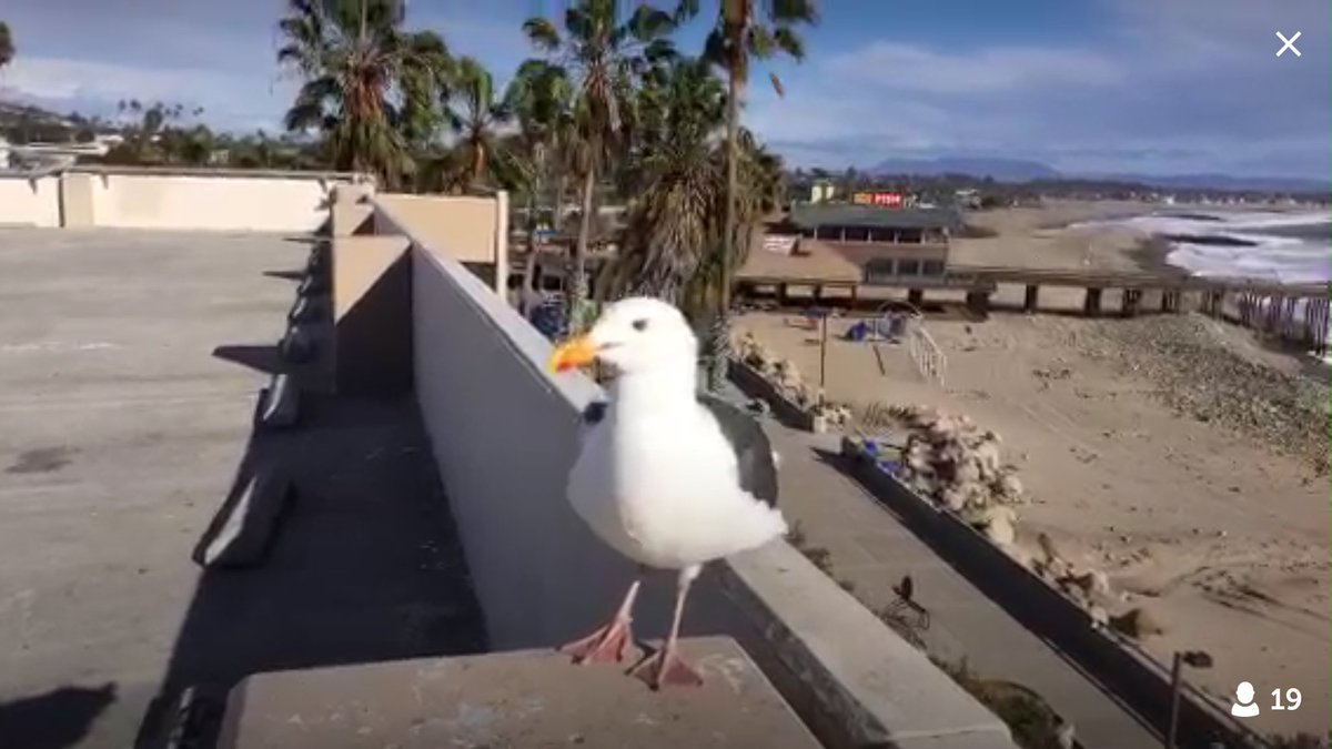 alex_tepa1's tweet photo. @GuyAndHisCamera #savetheseagull #Periscope @GuyAndHisCamera https://t.co/CT1zQanU5J