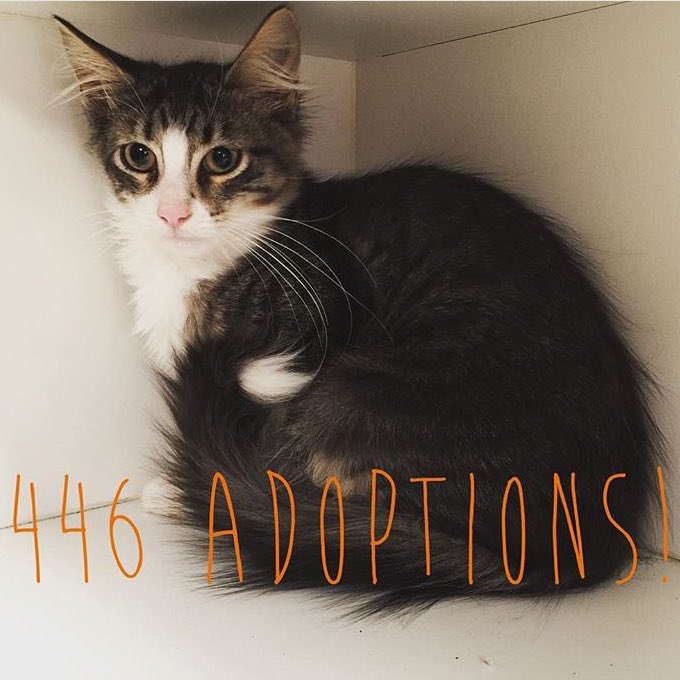 6iXPerth's tweet photo. Congratulations @CatHavenWA on setting a new adoption record over the long weekend. #Perth #feefreeweekend https://t.co/OiDiGXJmKv