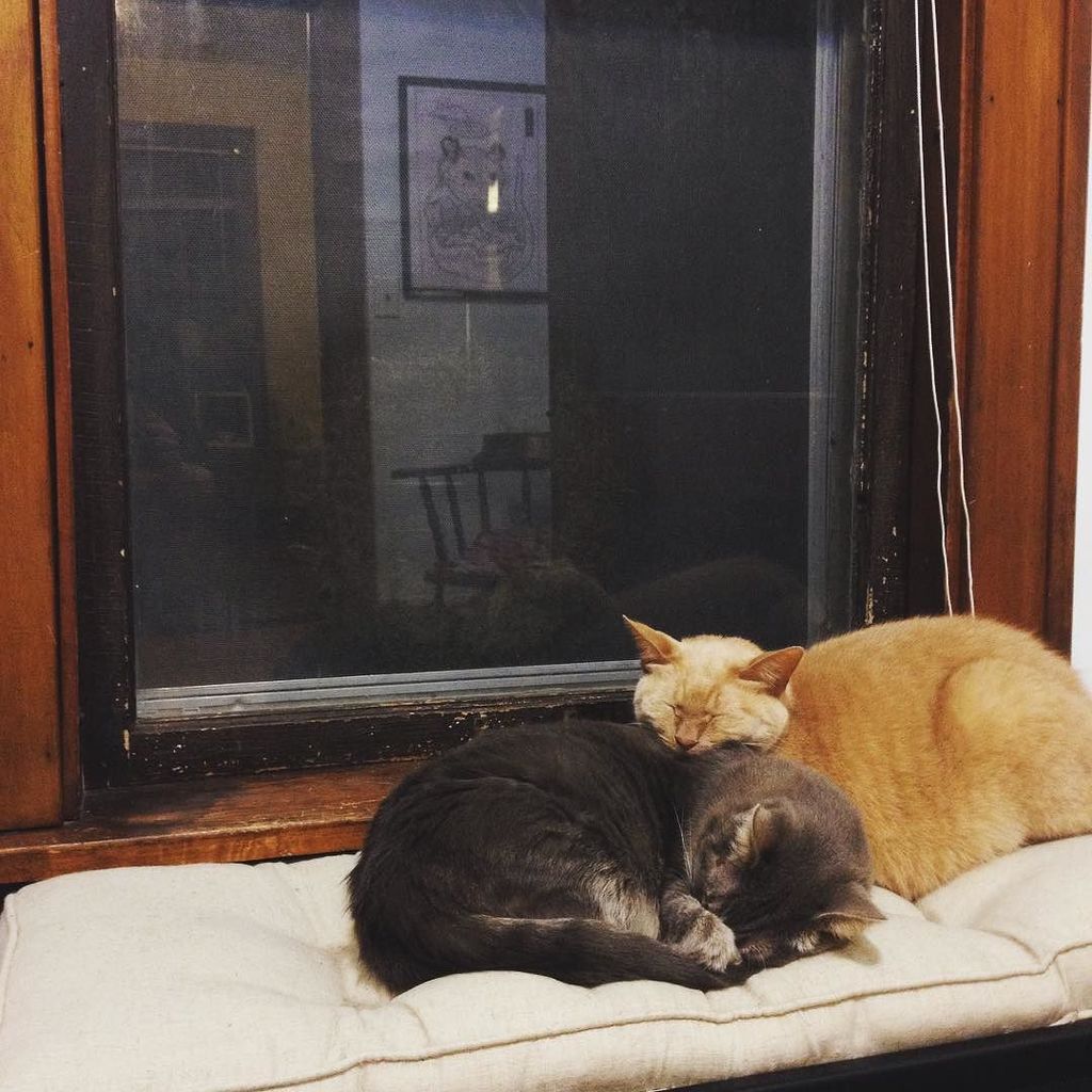 Chatchatcatcat's tweet image. The very best beasts.
#kittybros#instacat by catsaintcroix