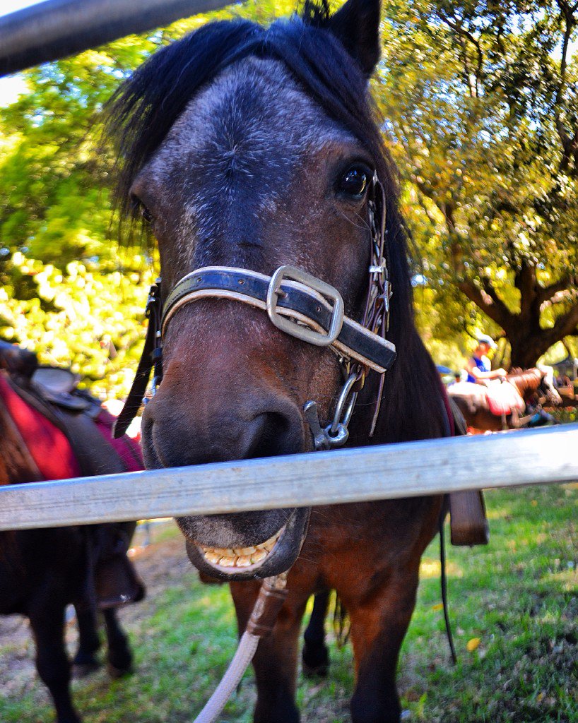 AotearoaBlondie's tweet photo. Another one of my shots from @HydeParkFair smiled for the camera #Nikon #perth #horse #happy #cheese https://t.co/VYTm11PKY4