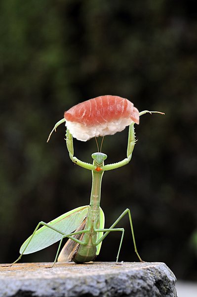 とりのささみ 昔からカマキリに寿司を持たせてみたいと思ってたんだけどやっぱり可愛いと思う T Co Llbl3n1zq1