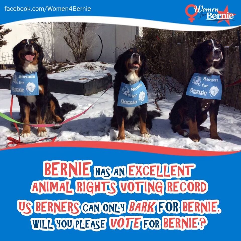 chumppartyy's tweet photo. #pets4bernie #FeelTheBern #BernieSanders https://t.co/eGumtv5Mbt