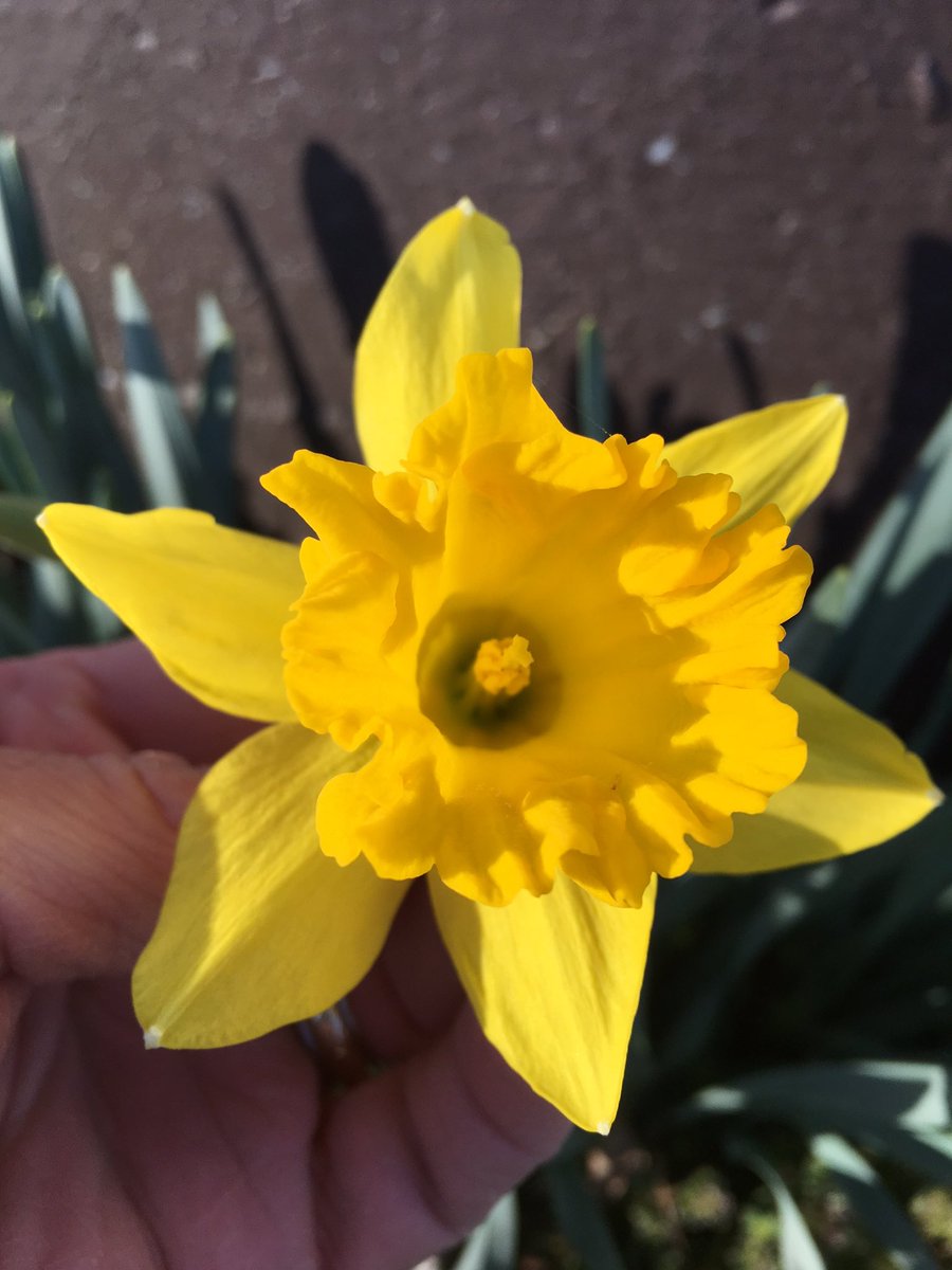 markileaming's tweet image. #MarkLPicofDay for February 29, 2016:  #7daysofnature Day 1:  blooming daffodil... Spring is near!