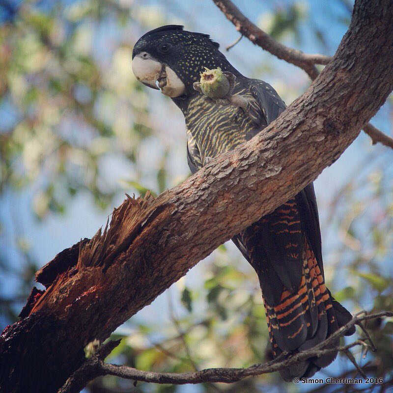 Aquila84WA's tweet photo. Celebrating 1st March with 2 wonderful SW WA #endemics: the magic tree that is #Marri, &amp; the spiritbird #Kaarak ❤️🌳 https://t.co/5NXgn2hnnT