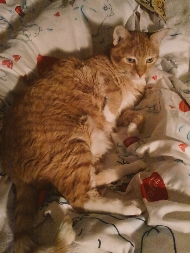 M43KeR's tweet photo. Jake had a rough day... #justwokeup #catlife https://t.co/7ecgek4wxh