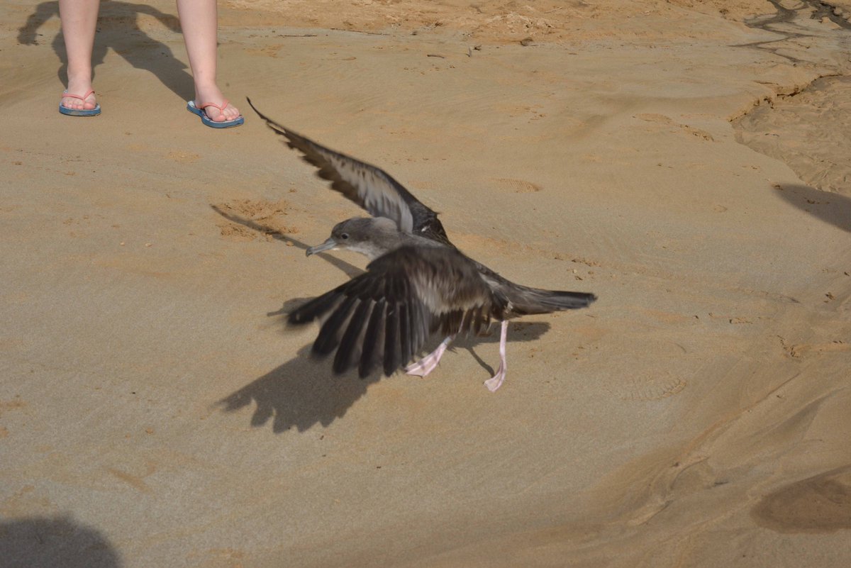 Like this "wedgie" Wedge-tailed Shearwater, our account is UP and RUNNING! :)
