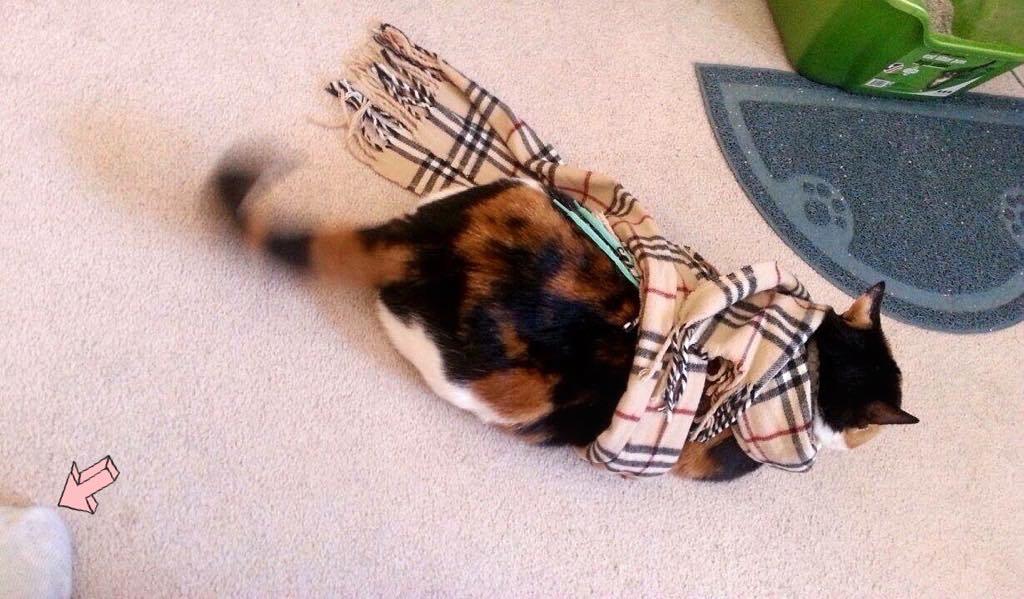 Chatchatcatcat's tweet photo. Mom, I hate your friend😒
누구예요😡😡
#imsorry #yourfd #cat #calico #catmom #catlover #catstagram #instacat #kitten #kitt… https://t.co/GrzwCoKyKo