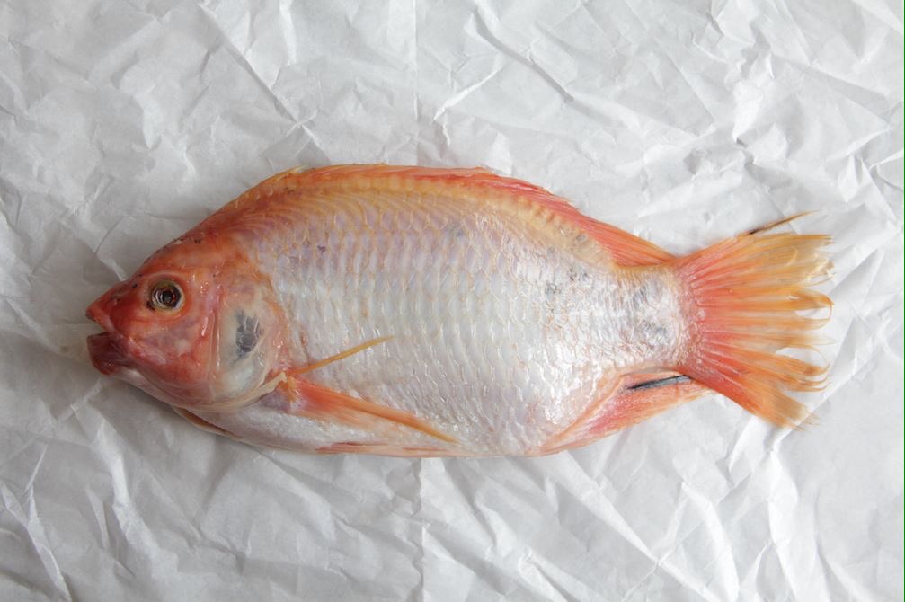 FishPlaceBogota's tweet photo. Tienda: pescados frescos y diferentes: jurel, pirarucu, lenguado. 6369498.#pescados #pirarucu#jure #atun #salmon https://t.co/lACd3xM5eu