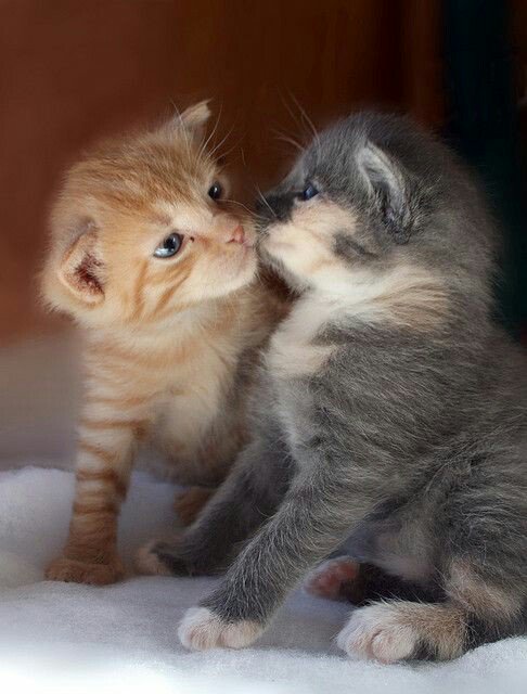 bullbarg's tweet photo. @MarionSpekker 
💋💋💋😻😻 https://t.co/lwhTorK8rP