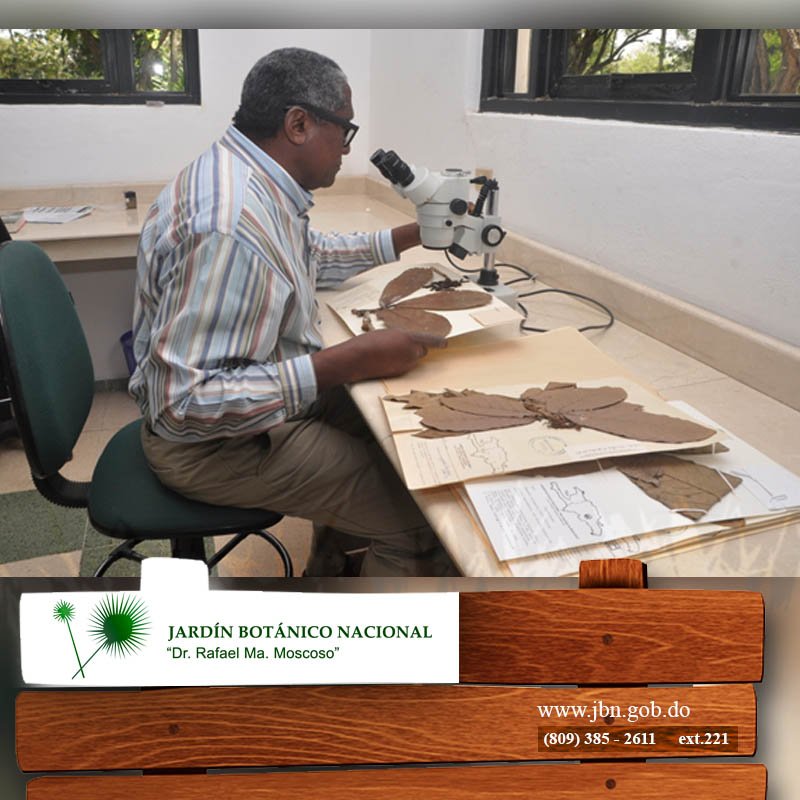 JardinBotanicRD's tweet photo. A través del Herbario y su equipo de investigadores se realizan diversos proyectos de investigación. #JardínBotánico https://t.co/e7hM0W4WrX