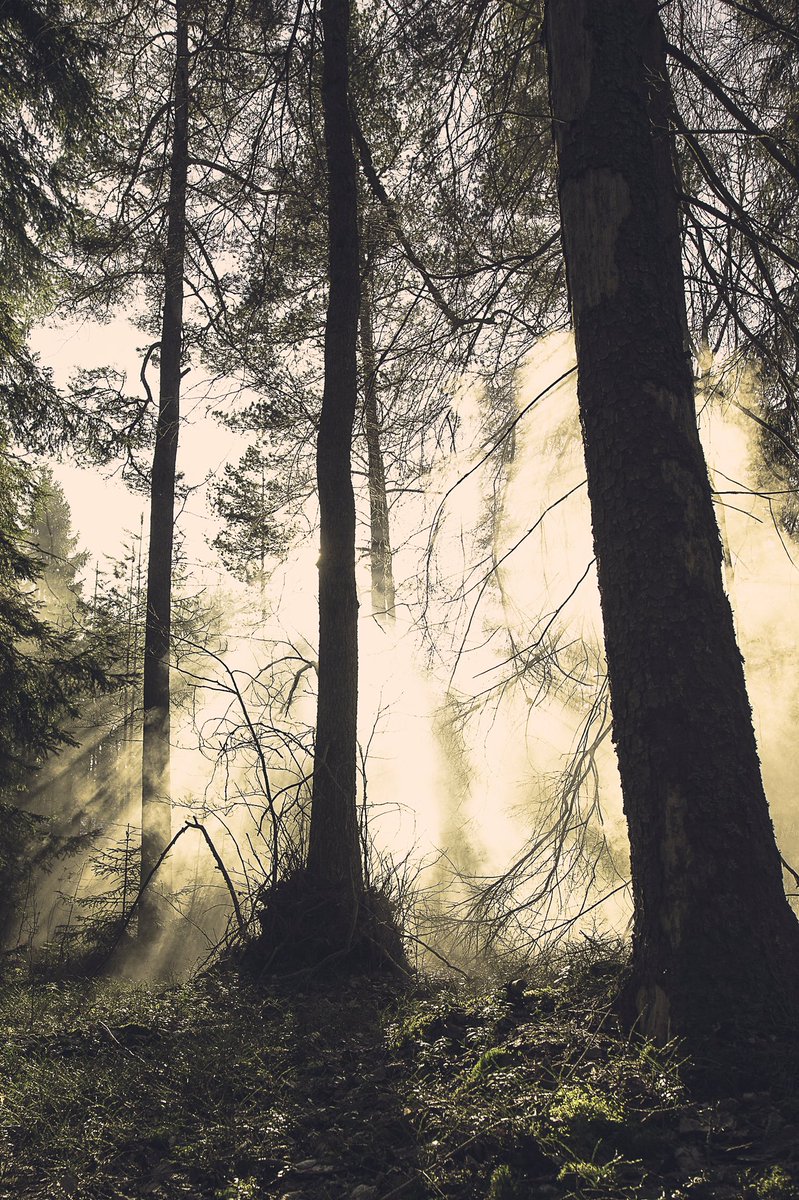 iamlofstrom's tweet photo. Forest adventures yesterday. https://t.co/gjvyJkWulF