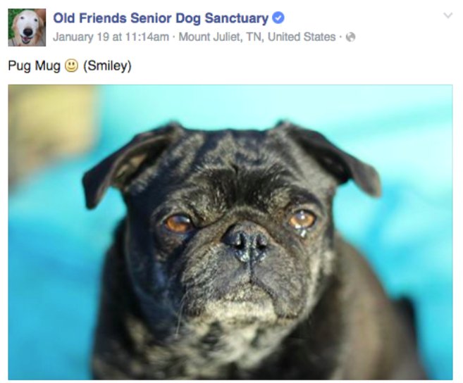 A Senior Citizen Home for Dogs, how cute! bzfd.it/1QLLVlo #SacDogDays #AdoptDontShop