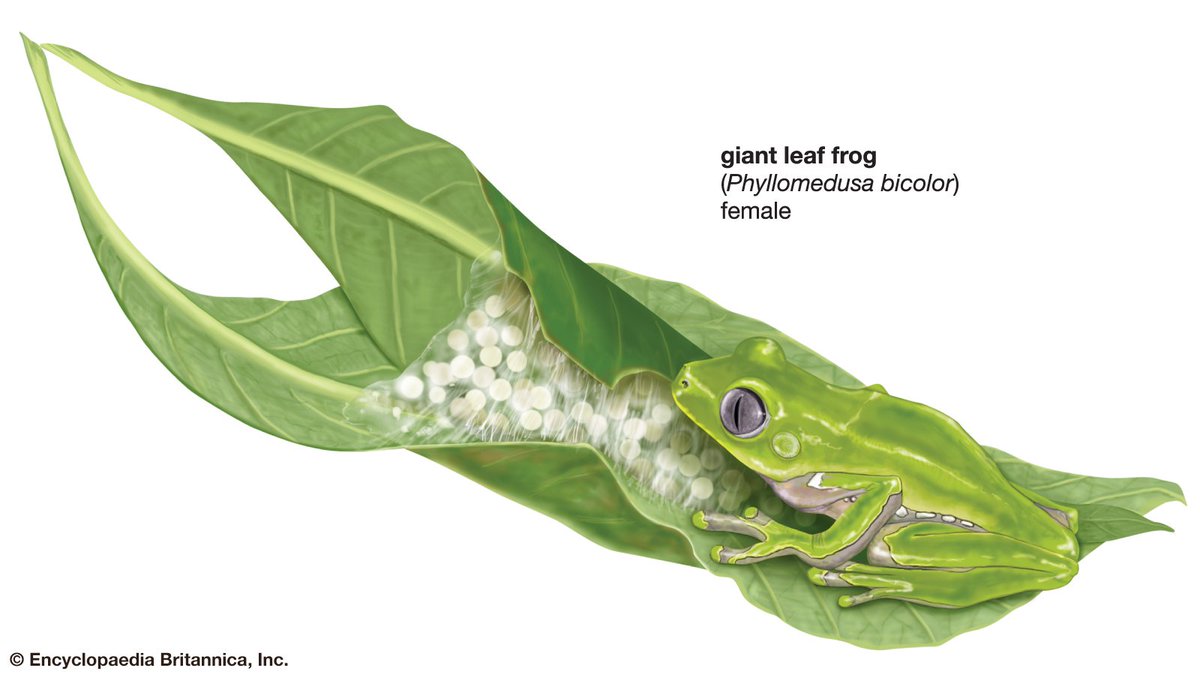 Britannica's tweet photo. Today isn't the only thing that leaps: meet the #giantleaffrog & #Oregonspottedfrog. #leapday #illustrations #frogs https://t.co/yPmNpmvsFO