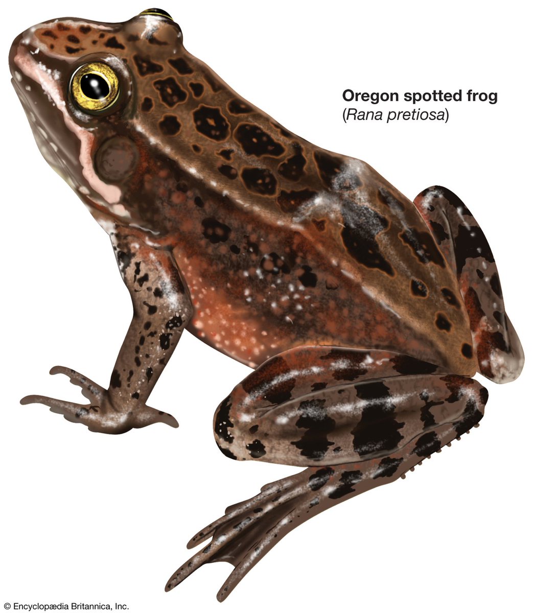 Britannica's tweet photo. Today isn't the only thing that leaps: meet the #giantleaffrog & #Oregonspottedfrog. #leapday #illustrations #frogs https://t.co/yPmNpmvsFO